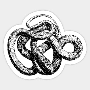 Coiled Snake Sticker